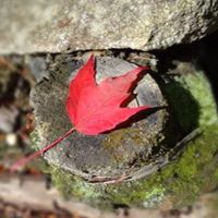 Suzanne Rutherford's profile image