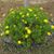 Connie Lee Plower's profile image