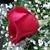 Cheryl Summerlin Johnson's profile image