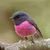 Staub Mich's profile image