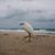 Debra Nelson Lapinski's profile image