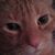 Billee Jo Pickard's profile image