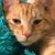 Debbie Peglow's profile image