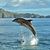 Jo Dee Stevens's profile image