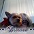 Sharon Andrews's profile image