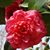 Vicki Cox-Wild's profile image