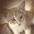 Gracie Chowder Haskett's profile image