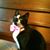 Jenifer Fairfield-Burlingame's profile image