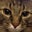 Liz Mayer's profile image