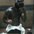 Dominique Javon Watson's profile image