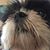 Allison Meyer's profile image