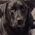 Jonathan Dehring's profile image