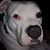 Carrie Corkery Damon's profile image