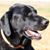 Patti Williams Hillyer's profile image