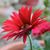 Virginia Williams's profile image