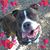 Rosalie Skefich's profile image