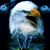 Robert Villella's profile image