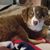 Missy Ingle Chambers's profile image