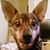 Devon Osborne's profile image