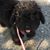 Shelly Purcell's profile image