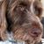 Diana Zellner Dean's profile image