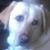 Randy Collier's profile image