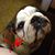 Lisa Lambert Schreffler's profile image