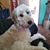 Jacqueline Sampson's profile image