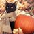 Rozanne Womer's profile image