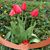 Rossana Betanov's profile image