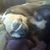 Suzette A Dupuis's profile image