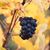 Sylvie Tannhauser's profile image
