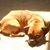 Michelle Gagnon's profile image