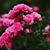 Toni Lyn Melby's profile image