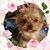 Natasha Brandt's profile image