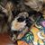 Francine Hoover-Cahoon's profile image