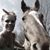 Debbie Chabot Bolster's profile image