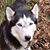 Sharon Donaghey Martin's profile image