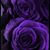 Misty Harris Brown's profile image