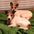 Elizabeth Brow Siaczka's profile image