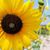 Anita Winslow Stranglen's profile image