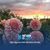Doreen Olson Pesce's profile image