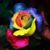 Tammy Lyn Hanssen's profile image