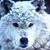 William Paul Seifert's profile image