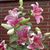 Francine A Stracuzzi-Warren's profile image