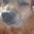 Adrianna Al-Khodhair's profile image