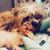 Nikki Schoeman's profile image