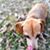 Lynette McKenzie's profile image