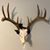 David A Welch's profile image