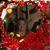 Brenda Willis's profile image